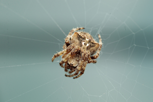 Angular Orbweaver Spider