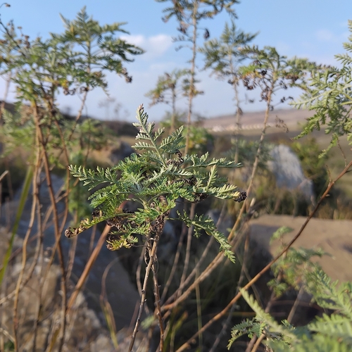 African wormwood