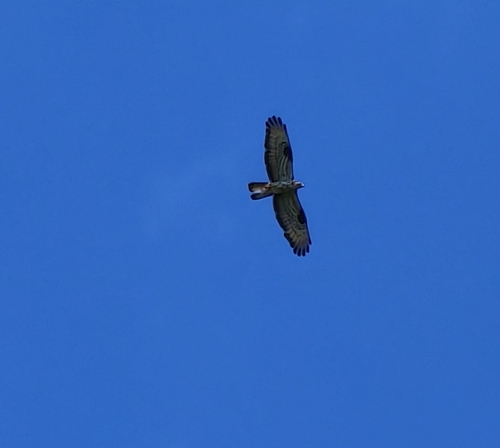 European Honey-buzzard