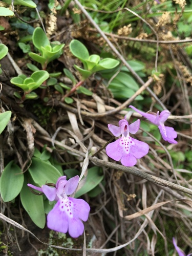 Amitostigma pinguicula (Rchb.f.) Schltr. 3