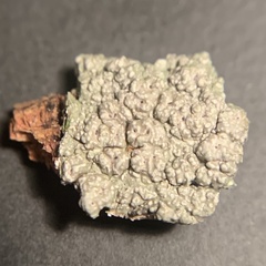Pertusaria sinusmexicani