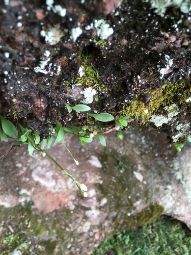 Amitostigma pinguicula (Rchb.f.) Schltr. 4