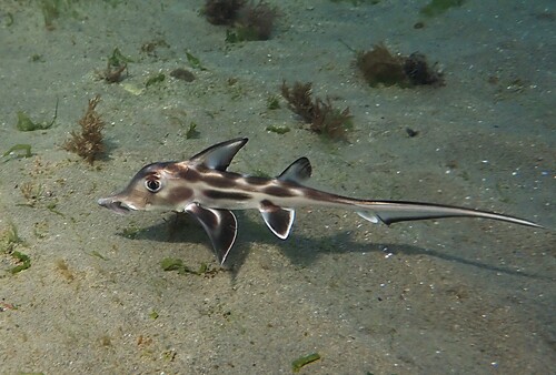 Elephant fish (Callorhinchus callorynchus) — Callorhinchidae — 4