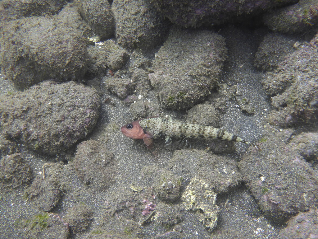 Axillary-spot Cardinalfish