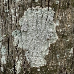 Pertusaria sinusmexicani