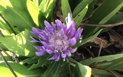 Stokesia laevis