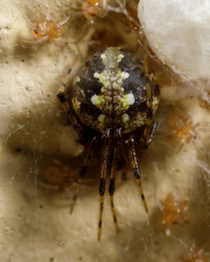 Theridion australe