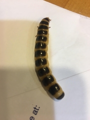 Zarhipis integripennis