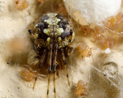 Theridion australe