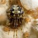 Theridion - Photo (c) Meghan Cassidy,  זכויות יוצרים חלקיות (CC BY-SA), uploaded by Meghan Cassidy