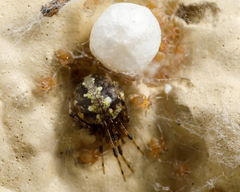 Theridion australe