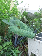 Xanthosoma violaceum