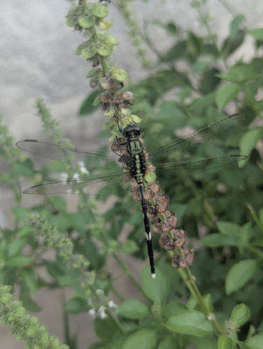 Slender Skimmer