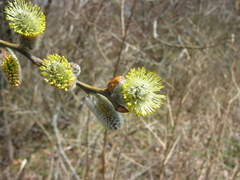 Sal-Weide (Salix caprea): Herkunft und Verwendung — Foto 3