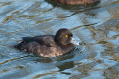 Aythya fuligula
