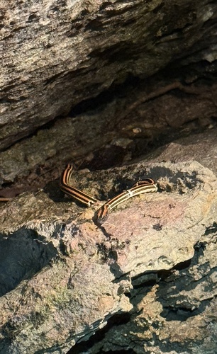 Hai Coral Snake