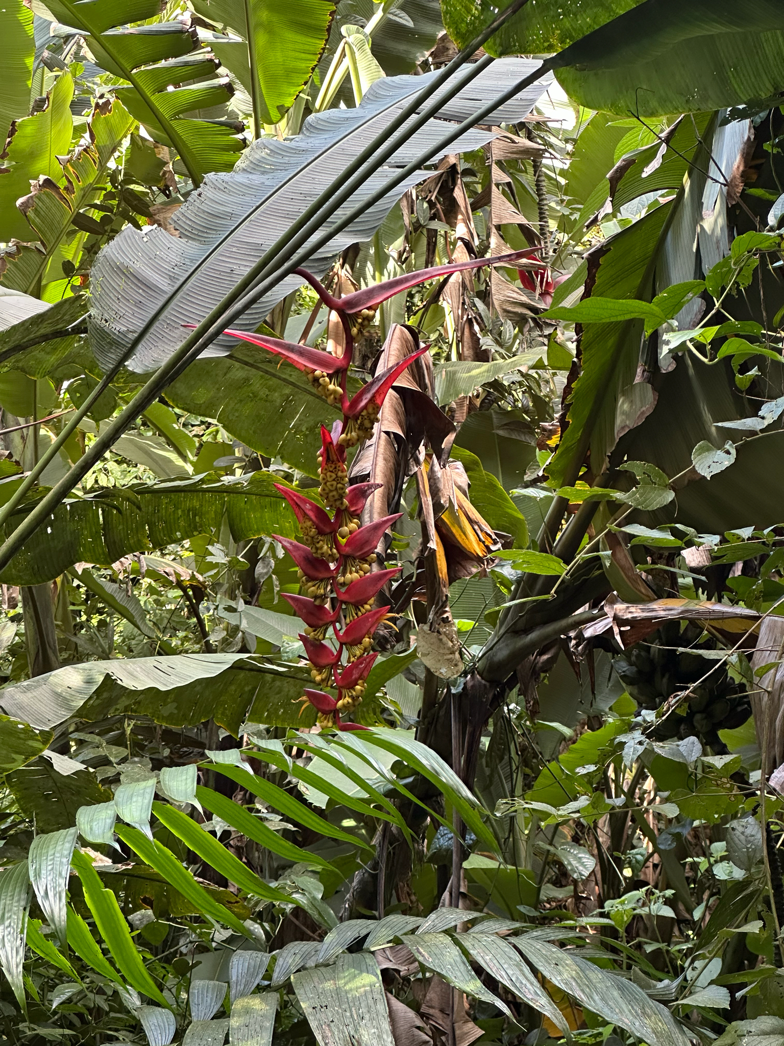 Imagem de Planta Papagaio