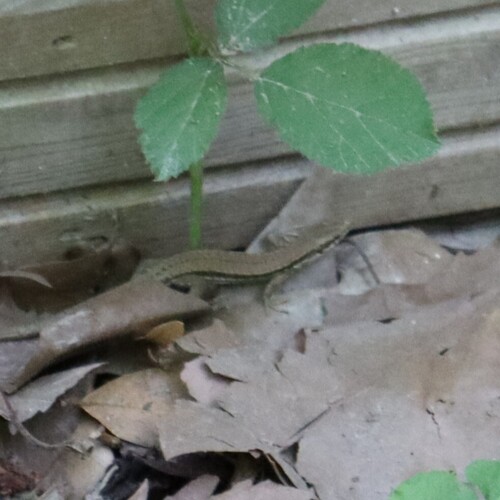 Common Wall Lizard