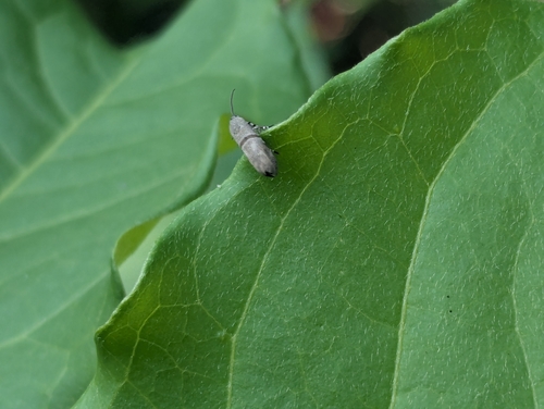 Phykodes minor