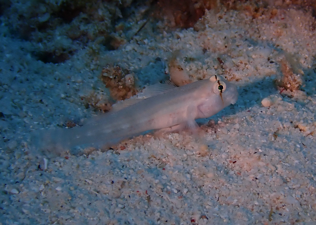 Eyebar goby