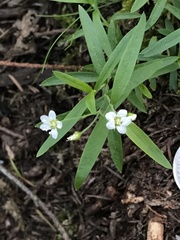 Moehringia macrophylla
