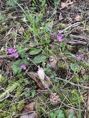 Moehringia macrophylla