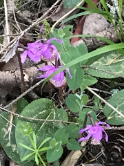 Moehringia macrophylla