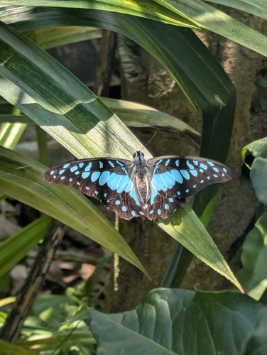 Common Jay