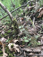 Moehringia macrophylla