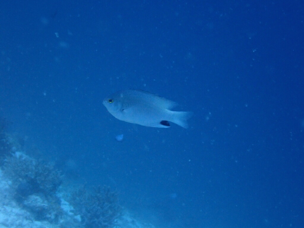 Black-spot Damsel