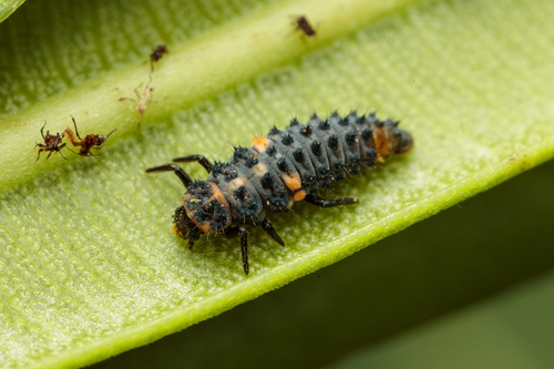 Variegated Lady Beetle