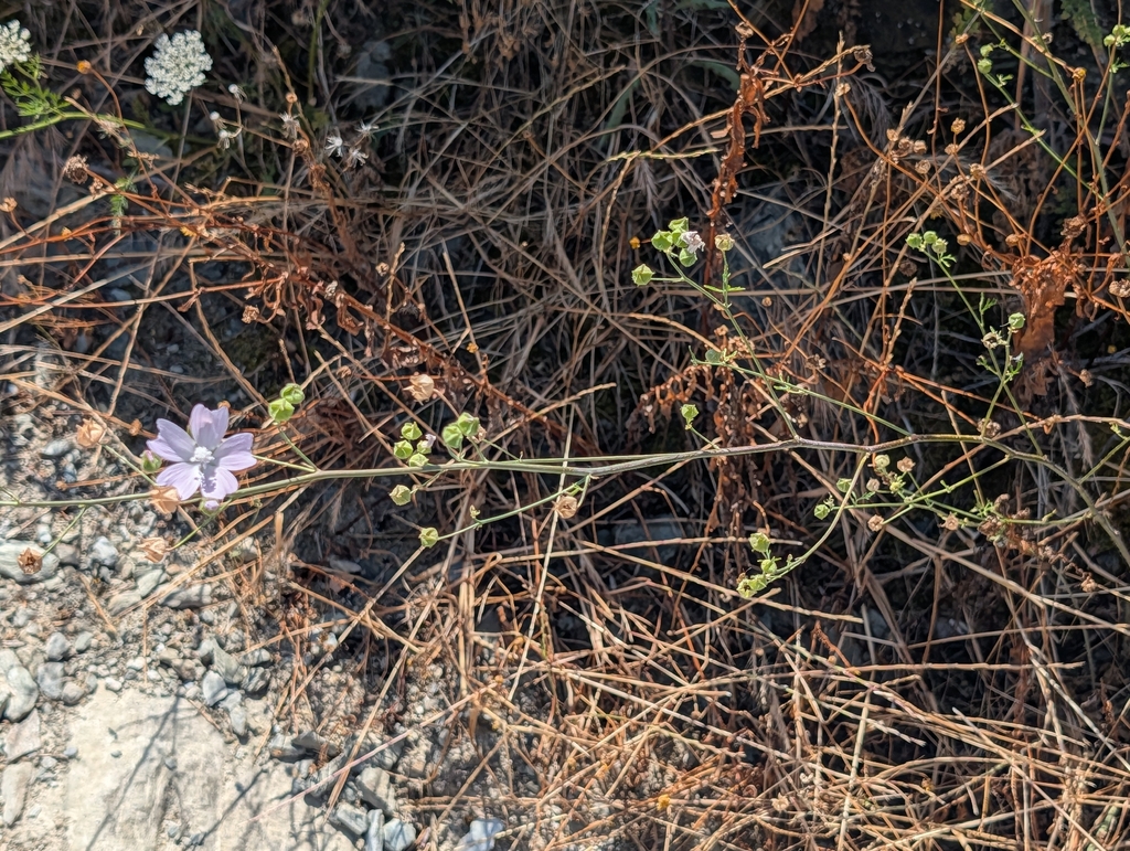 Malva tournefortiana; photograph author not stated, no rights reserved