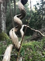Moehringia macrophylla