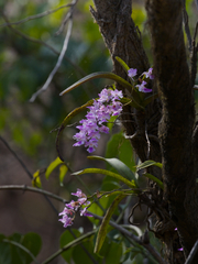 Aerides maculosa (Aerides maculosa)
