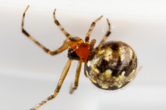Theridion australe