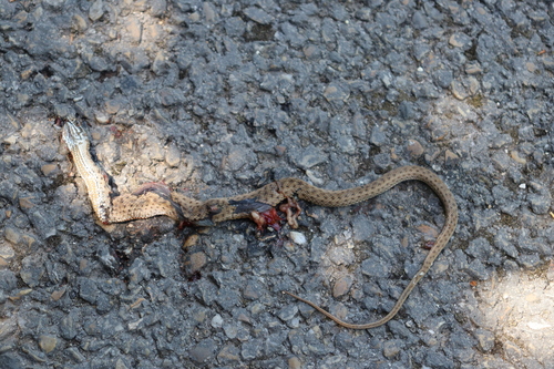 Western Montpellier Snake