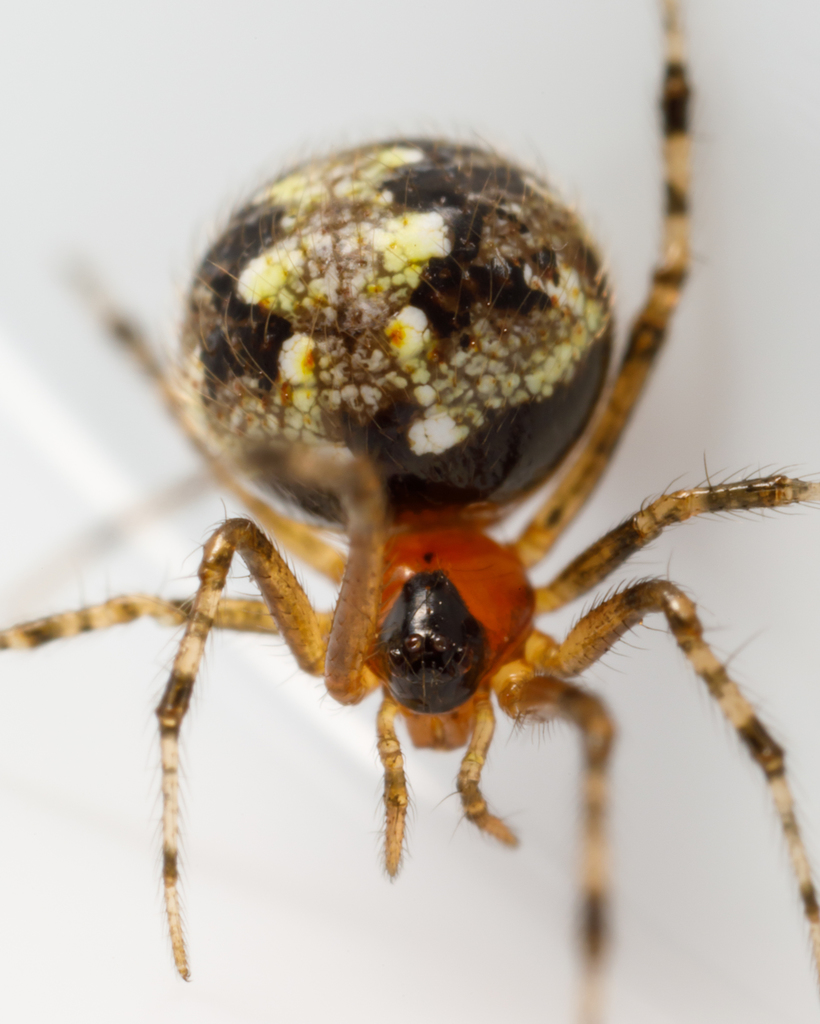 Theridion australe