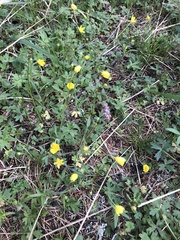Moehringia macrophylla