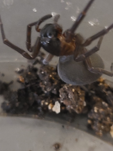 Black Laceweaver