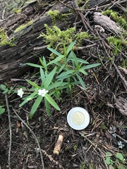Moehringia macrophylla