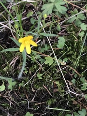 Moehringia macrophylla