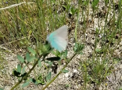 Callophrys