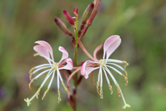 Oenothera hispida
