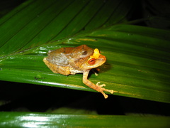 Pristimantis degener