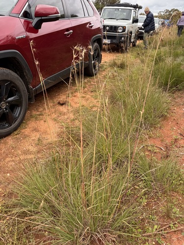 Kangaroo Grass