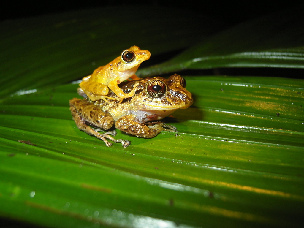 Disc Robber Frog
