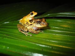 Pristimantis latidiscus