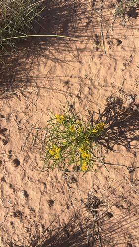 Threadleaf Glowwort