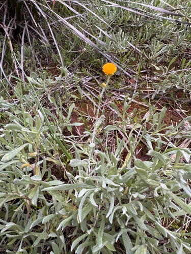 Common Everlasting