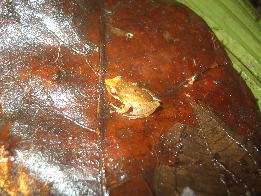 Coloma's Rainfrog